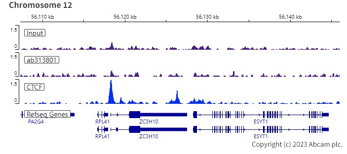 ChIP-sequencing - Rabbit IgG, multiclonal [RM1060] - Isotype control (AB313801), expandable thumbnail