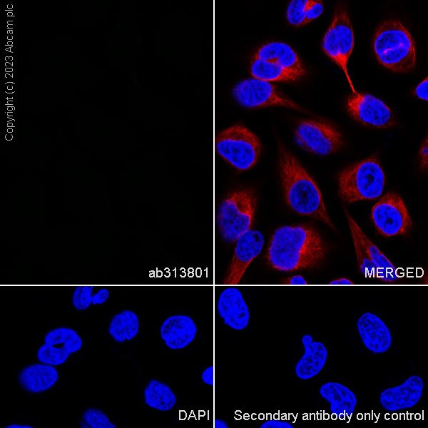 Immunocytochemistry/ Immunofluorescence - Rabbit IgG, multiclonal [RM1060] - Isotype control (ab313801), expandable thumbnail