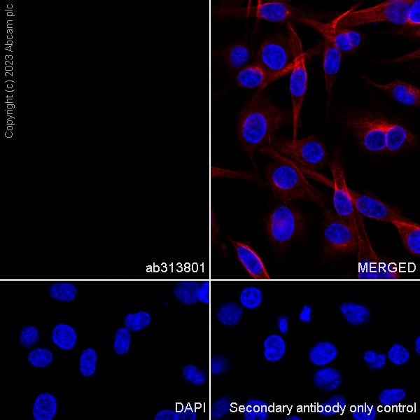 Immunocytochemistry/ Immunofluorescence - Rabbit IgG, multiclonal [RM1060] - Isotype control (ab313801), expandable thumbnail