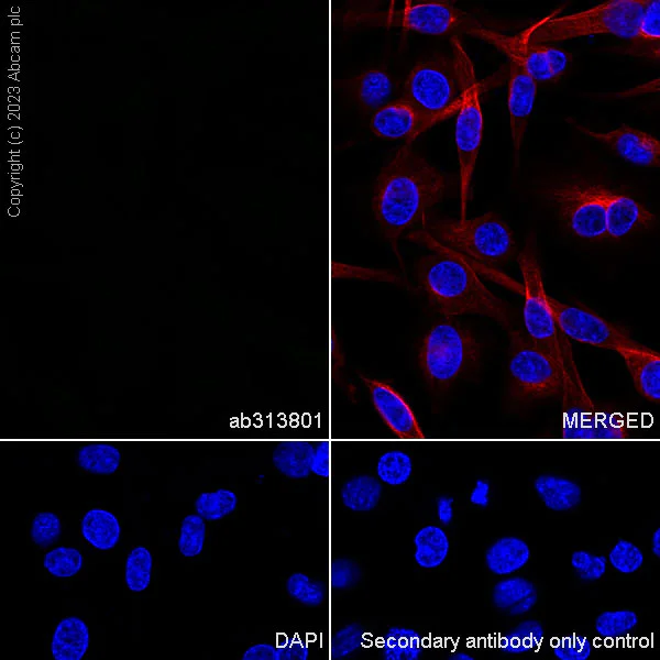 Immunocytochemistry/ Immunofluorescence - Rabbit IgG, multiclonal [RM1060] - Isotype control (AB313801)