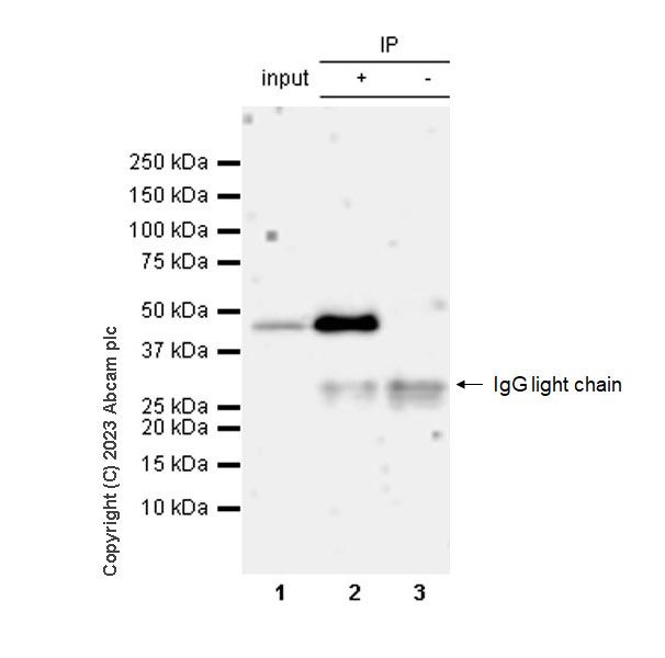 Immunoprecipitation - Rabbit IgG, multiclonal [RM1060] - Isotype control (ab313801), expandable thumbnail
