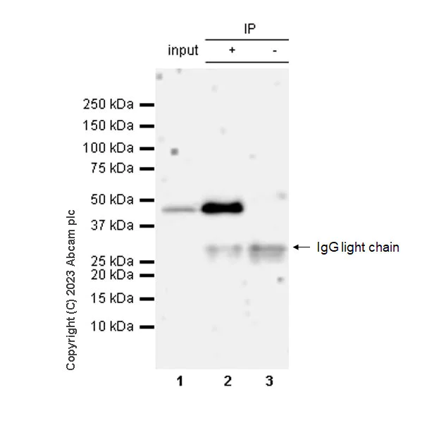 Immunoprecipitation - Rabbit IgG, multiclonal [RM1060] - Isotype control (AB313801)