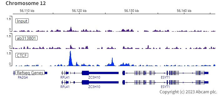ChIP-sequencing - Rabbit IgG, multiclonal [RM1060] - Isotype control - BSA and Azide free (AB313802)