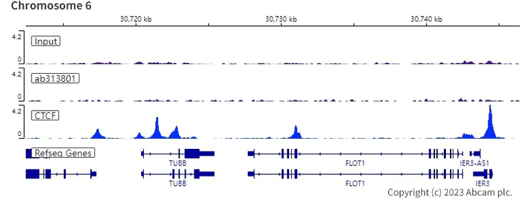 ChIP-sequencing - Rabbit IgG, multiclonal [RM1060] - Isotype control - BSA and Azide free (AB313802)