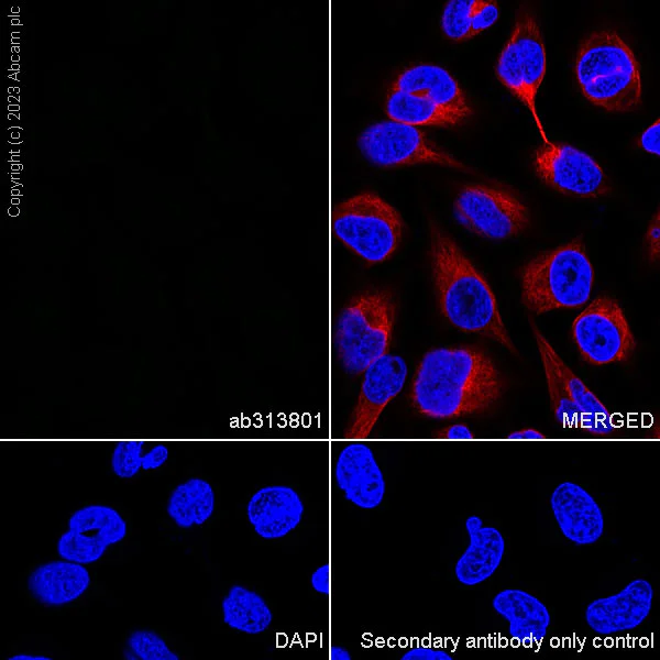 Immunocytochemistry/ Immunofluorescence - Rabbit IgG, multiclonal [RM1060] - Isotype control - BSA and Azide free (AB313802)