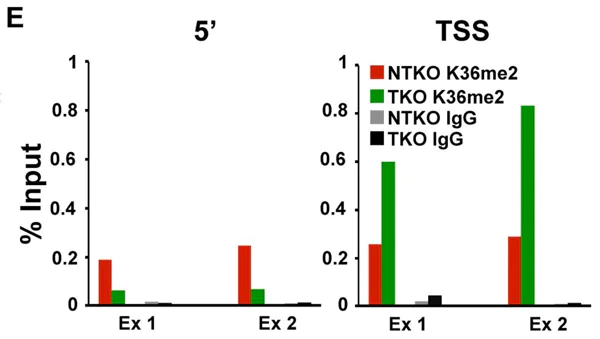 ChIP - Rabbit IgG, polyclonal - Isotype Control (AB37415)