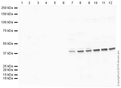 Western blot - Rabbit IgG, polyclonal - Isotype Control (ChIP Grade) (AB171870)