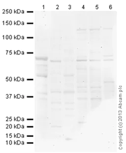 Western blot - Rabbit IgG, polyclonal - Isotype Control (ChIP Grade) (AB171870)