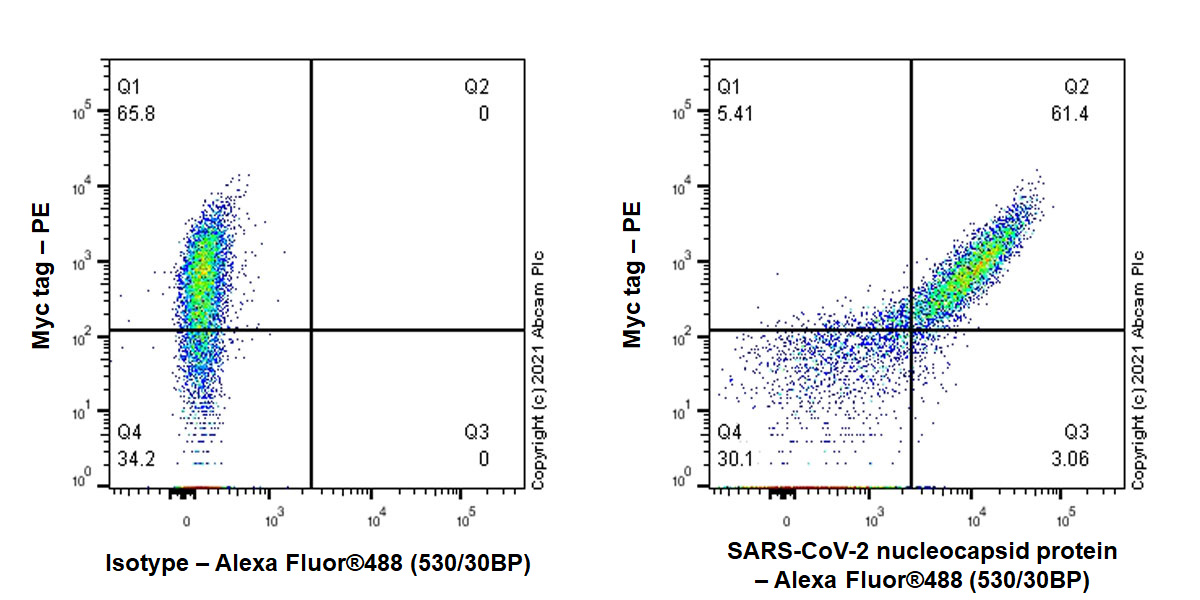Flow Cytometry (Intracellular) - Rabbit monoclonal [EPR24334-118] to SARS-CoV-2 nucleocapsid protein (ab271180), expandable thumbnail