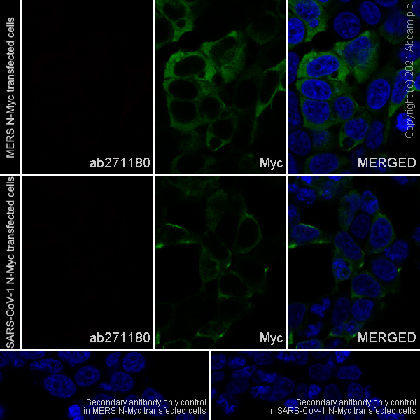 Immunocytochemistry/ Immunofluorescence - Rabbit monoclonal [EPR24334-118] to SARS-CoV-2 nucleocapsid protein (ab271180), expandable thumbnail