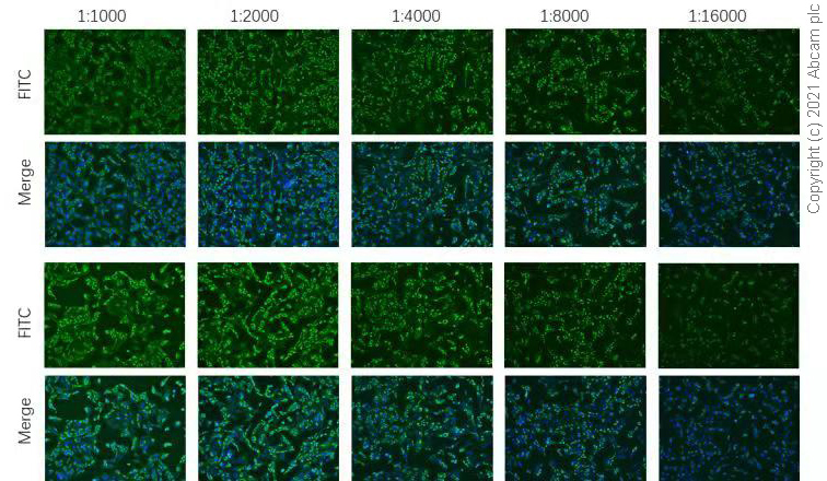 Immunocytochemistry/ Immunofluorescence - Rabbit monoclonal [EPR24334-118] to SARS-CoV-2 nucleocapsid protein (ab271180), expandable thumbnail