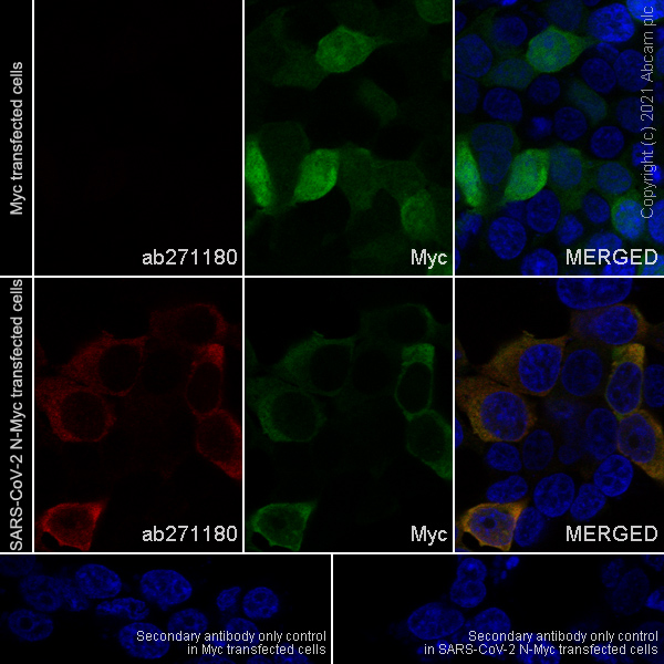 Immunocytochemistry/ Immunofluorescence - Rabbit monoclonal [EPR24334-118] to SARS-CoV-2 nucleocapsid protein (ab271180), expandable thumbnail