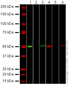 Western blot - Rabbit monoclonal [EPR24334-118] to SARS-CoV-2 nucleocapsid protein (AB271180), expandable thumbnail