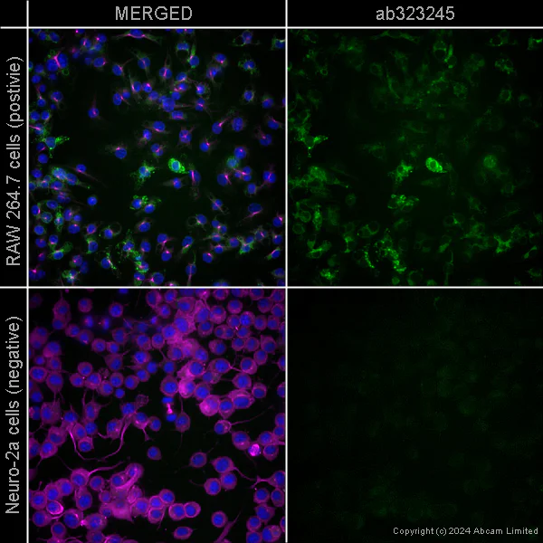 Rabbit Mono Anti Human (IgG1) secondary antibody [H26 10] Alexa