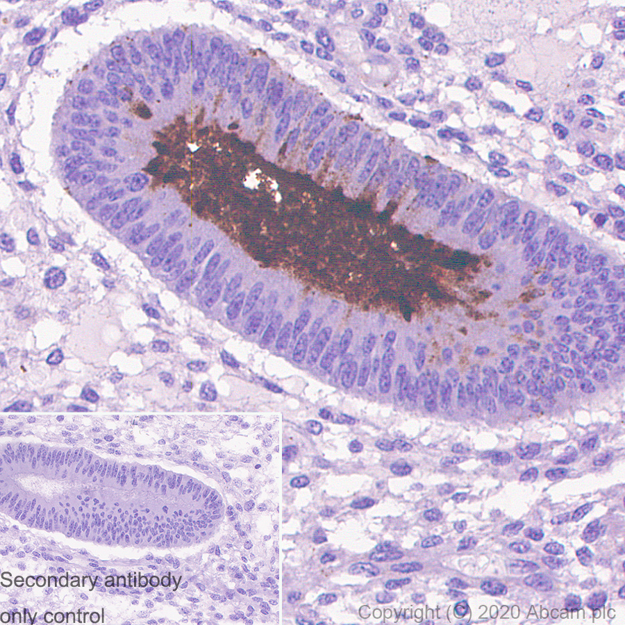 Immunohistochemistry (Formalin/PFA-fixed paraffin-embedded sections) - Rabbit monoclonal [M1gG51-4] Anti-Mouse IgG1 H&L (ab125913), expandable thumbnail