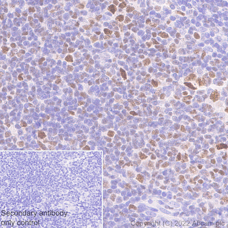 Immunohistochemistry (Formalin/PFA-fixed paraffin-embedded sections) - Rabbit monoclonal [M1gG51-4] Anti-Mouse IgG1 H&L (ab125913), expandable thumbnail