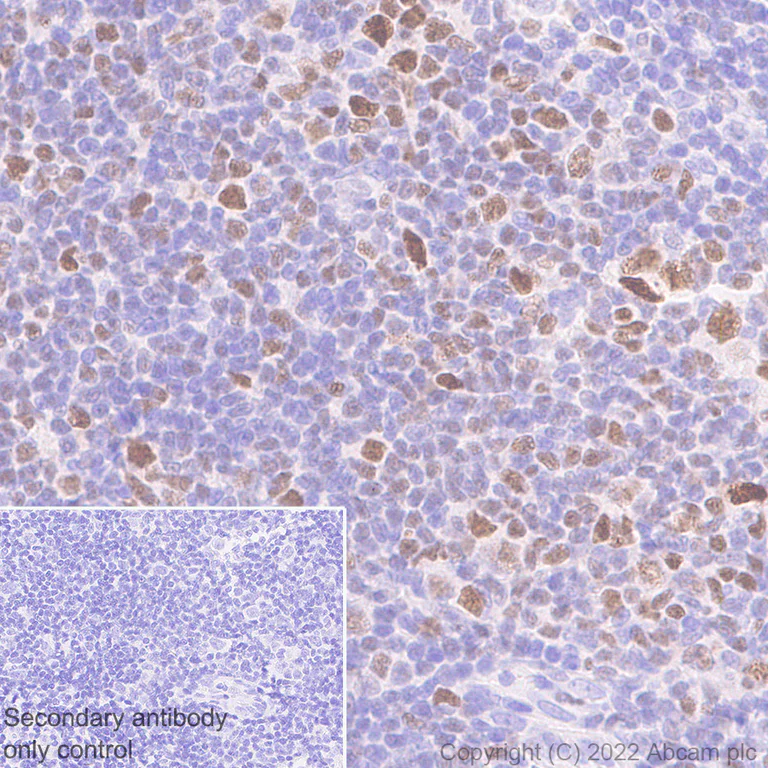 Immunohistochemistry (Formalin/PFA-fixed paraffin-embedded sections) - Rabbit monoclonal [M1gG51-4] Anti-Mouse IgG1 H&L (AB125913)