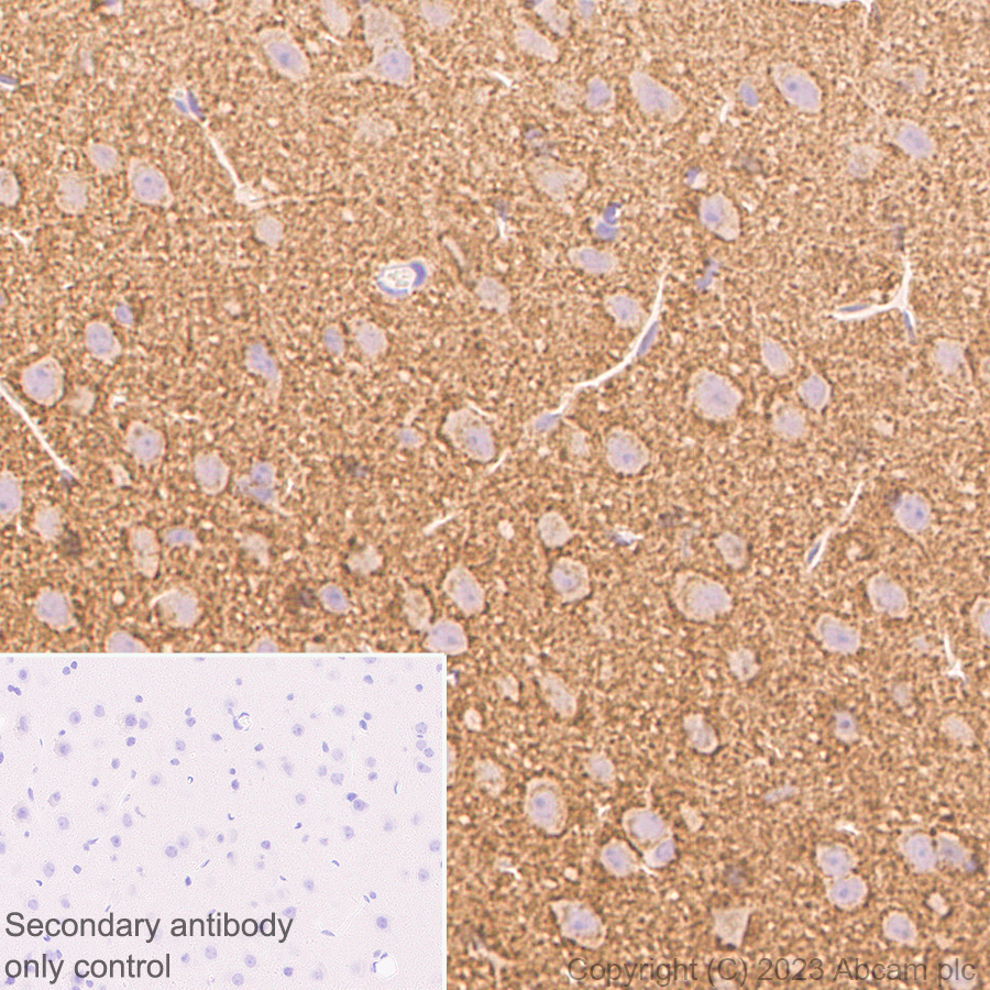 Immunohistochemistry (Formalin/PFA-fixed paraffin-embedded sections) - Rabbit monoclonal [M1gG51-4] Anti-Mouse IgG1 H&L (AB125913), expandable thumbnail