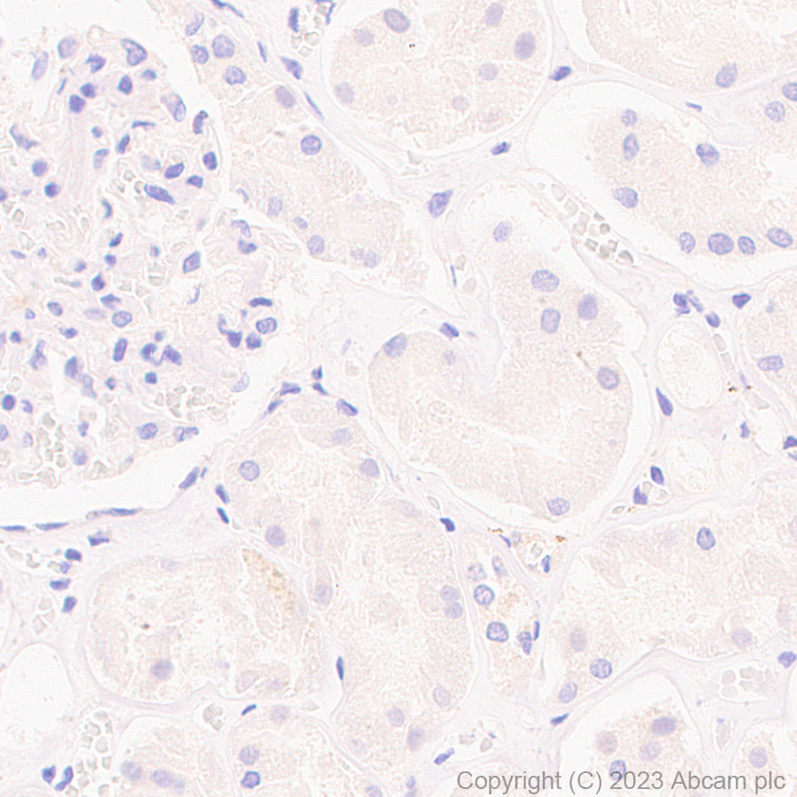 Immunohistochemistry (Formalin/PFA-fixed paraffin-embedded sections) - Rabbit monoclonal [M1gG51-4] Anti-Mouse IgG1 H&L (AB125913), expandable thumbnail