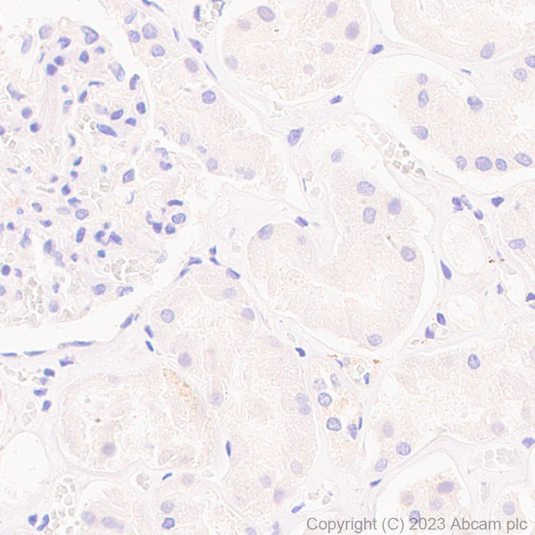 Immunohistochemistry (Formalin/PFA-fixed paraffin-embedded sections) - Rabbit monoclonal [M1gG51-4] Anti-Mouse IgG1 H&L (AB125913)