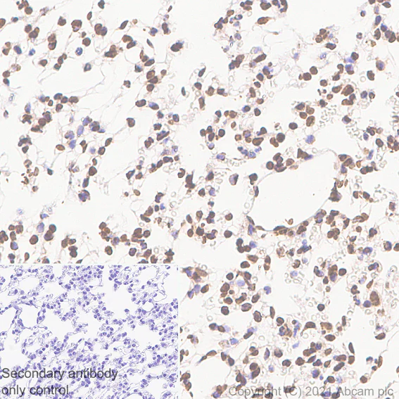 Immunohistochemistry (Formalin/PFA-fixed paraffin-embedded sections) - Rabbit monoclonal [M1gG51-4] Anti-Mouse IgG1 H&L (AB125913)