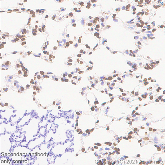 Immunohistochemistry (Formalin/PFA-fixed paraffin-embedded sections) - Rabbit monoclonal [M1gG51-4] Anti-Mouse IgG1 H&L (ab125913), expandable thumbnail