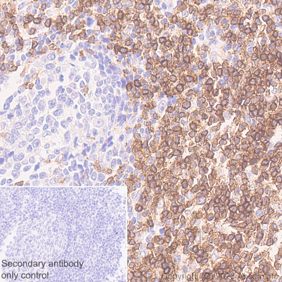 Immunohistochemistry (Formalin/PFA-fixed paraffin-embedded sections) - Rabbit monoclonal [M1gG51-4] Anti-Mouse IgG1 H&L (ab125913), expandable thumbnail