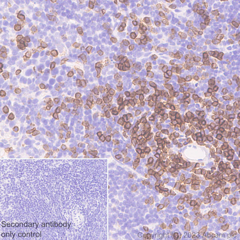 Immunohistochemistry (Formalin/PFA-fixed paraffin-embedded sections) - Rabbit monoclonal [M1gG51-4] Anti-Mouse IgG1 H&L (AB125913)