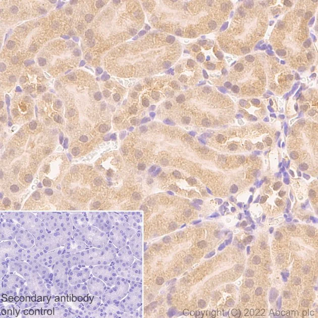 Immunohistochemistry (Formalin/PFA-fixed paraffin-embedded sections) - Rabbit monoclonal [M1gG51-4] Anti-Mouse IgG1 H&L (AB125913)