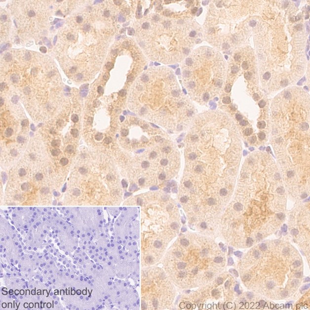 Immunohistochemistry (Formalin/PFA-fixed paraffin-embedded sections) - Rabbit monoclonal [M1gG51-4] Anti-Mouse IgG1 H&L (ab125913), expandable thumbnail