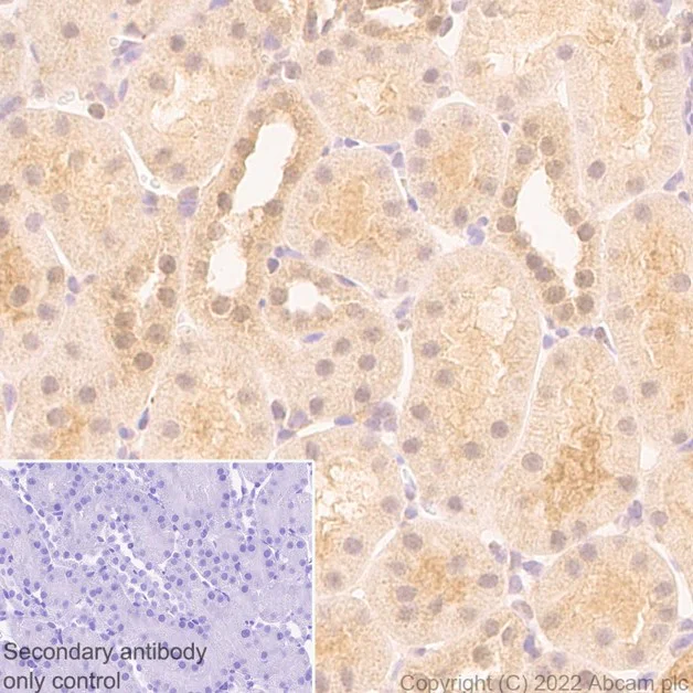 Immunohistochemistry (Formalin/PFA-fixed paraffin-embedded sections) - Rabbit monoclonal [M1gG51-4] Anti-Mouse IgG1 H&L (AB125913)