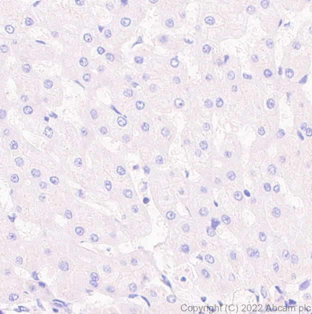 Immunohistochemistry (Formalin/PFA-fixed paraffin-embedded sections) - Rabbit monoclonal [M1gG51-4] Anti-Mouse IgG1 H&L (AB125913)