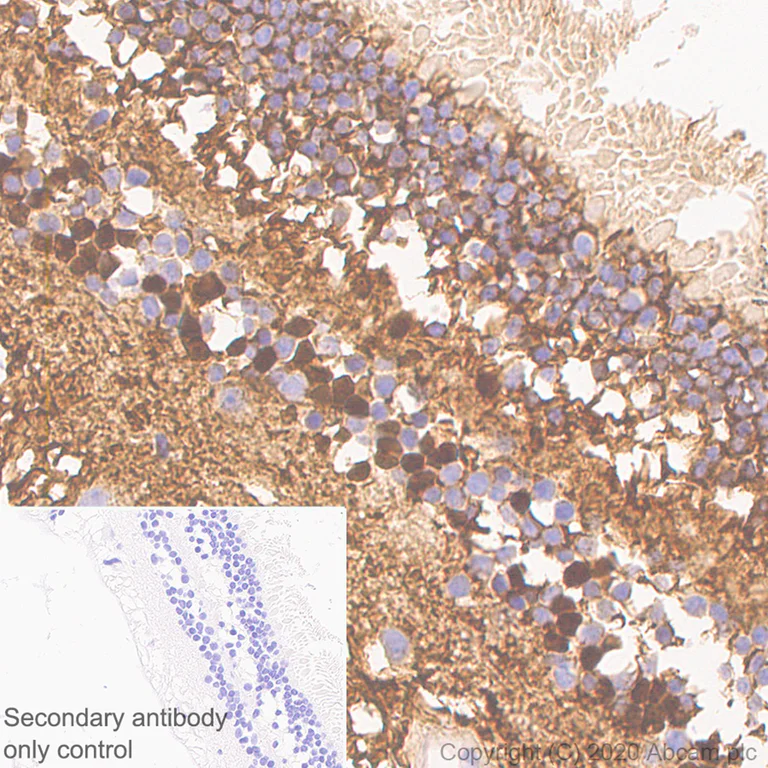 Immunohistochemistry (Formalin/PFA-fixed paraffin-embedded sections) - Rabbit monoclonal [M1gG51-4] Anti-Mouse IgG1 H&L (AB125913)