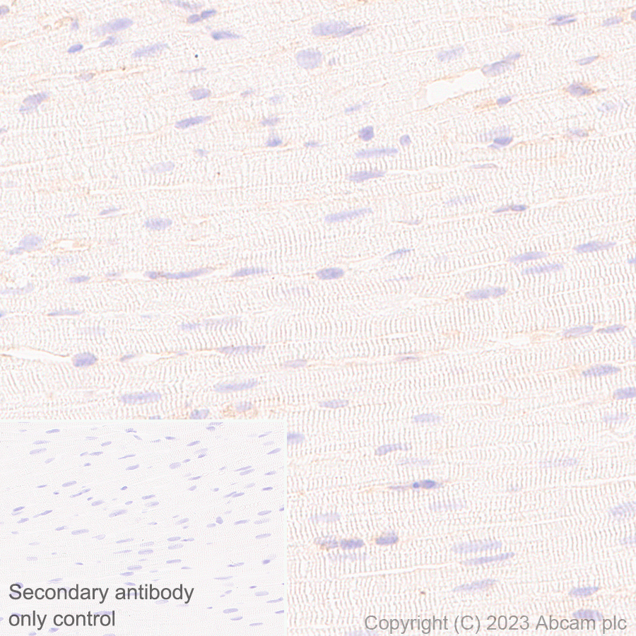 Immunohistochemistry (Formalin/PFA-fixed paraffin-embedded sections) - Rabbit monoclonal [M1gG51-4] Anti-Mouse IgG1 H&L (ab125913), expandable thumbnail