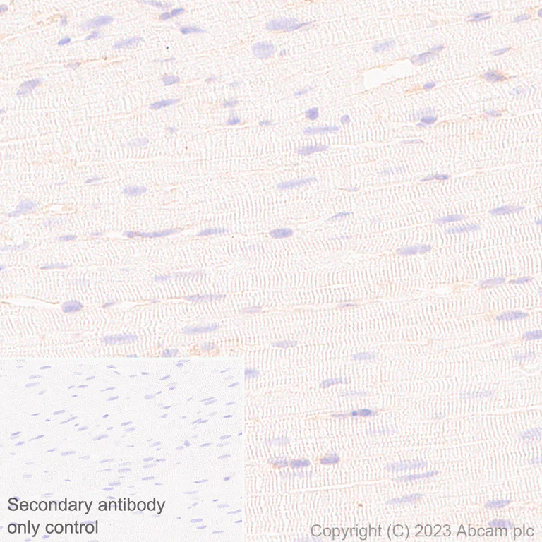 Immunohistochemistry (Formalin/PFA-fixed paraffin-embedded sections) - Rabbit monoclonal [M1gG51-4] Anti-Mouse IgG1 H&L (AB125913)