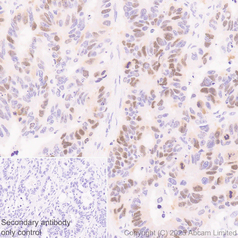 Immunohistochemistry (Formalin/PFA-fixed paraffin-embedded sections) - Rabbit monoclonal [M1gG51-4] Anti-Mouse IgG1 H&L (AB125913)