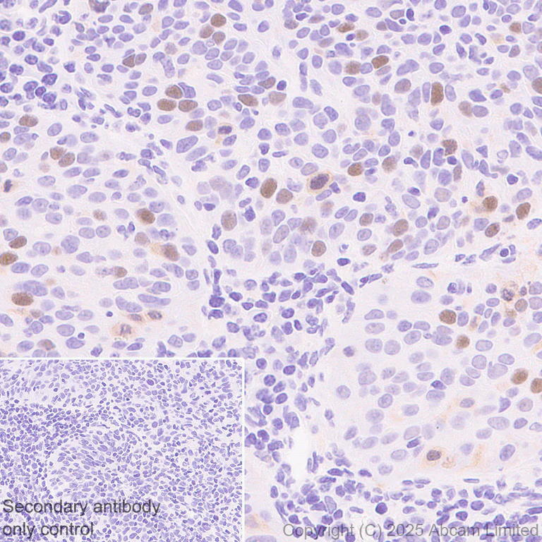Immunohistochemistry (Formalin/PFA-fixed paraffin-embedded sections) - Rabbit monoclonal [M1gG51-4] Anti-Mouse IgG1 H&L (AB125913)