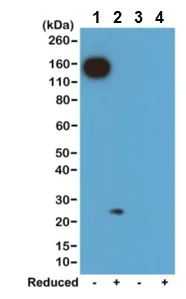 Western blot - Rabbit monoclonal [RM103] Anti-Mouse kappa light chain (Biotin) (AB238618)