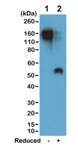 Western blot - Rabbit monoclonal [RM106] Anti-Mouse IgG1 Fc (Biotin) (AB238623)