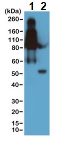 Rabbit monoclonal [RM108] Anti-Mouse IgG2b Fc (Biotin)