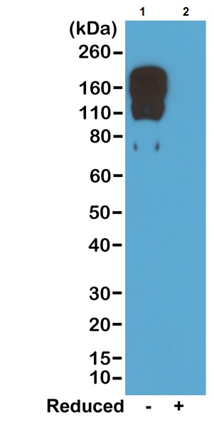 Western blot - Rabbit monoclonal [RM223] Anti-Mouse IgG2c Fc (Biotin) (AB238619), expandable thumbnail