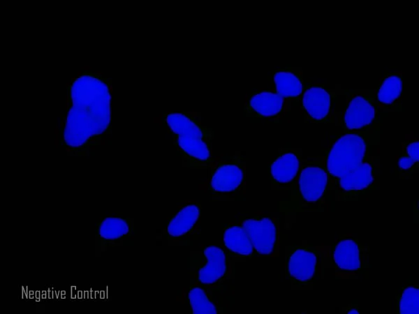 Immunocytochemistry/ Immunofluorescence - Rabbit Anti-Mouse IgG H&L (Alexa Fluor® 488) preadsorbed (AB150125)