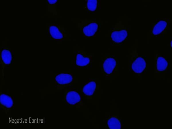 Immunocytochemistry/ Immunofluorescence - Rabbit Anti-Mouse IgG H&L (Alexa Fluor® 555) preadsorbed (AB150126), expandable thumbnail