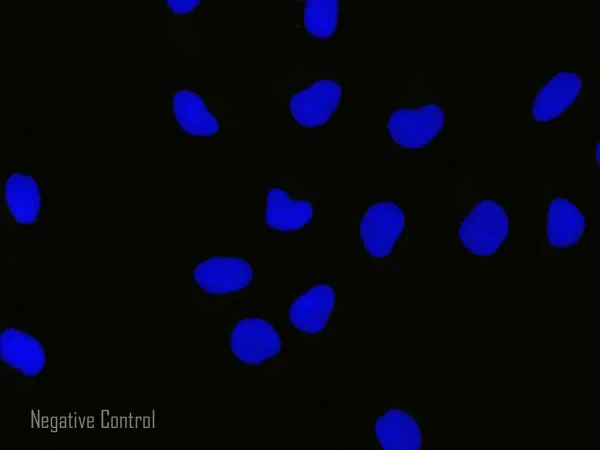 Immunocytochemistry/ Immunofluorescence - Rabbit Anti-Mouse IgG H&L (Alexa Fluor® 555) preadsorbed (AB150126)