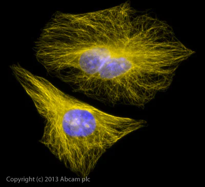 Immunocytochemistry/ Immunofluorescence - Rabbit Anti-Mouse IgG H&L (Alexa Fluor® 568) preadsorbed (AB175703)