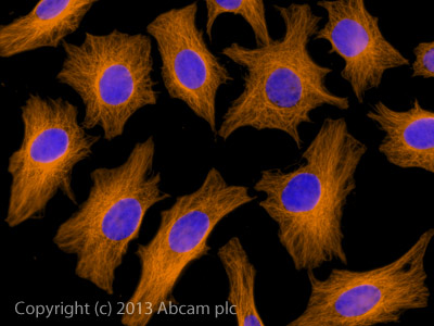 Immunocytochemistry/ Immunofluorescence - Rabbit Anti-Mouse IgG H&L (Alexa Fluor® 594) preadsorbed (AB150128), expandable thumbnail