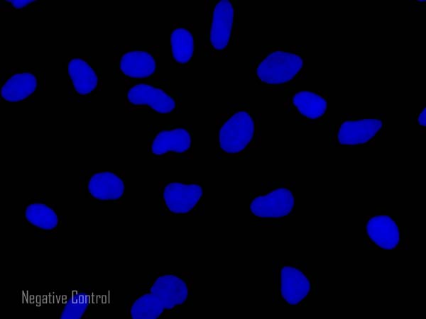 Immunocytochemistry/ Immunofluorescence - Rabbit Anti-Mouse IgG H&L (Alexa Fluor® 594) preadsorbed (AB150128), expandable thumbnail