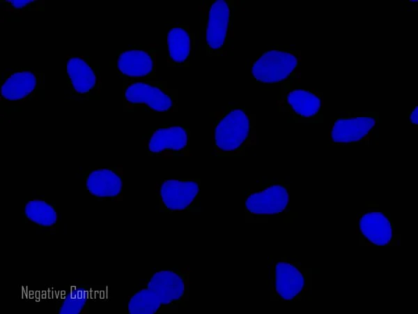 Immunocytochemistry/ Immunofluorescence - Rabbit Anti-Mouse IgG H&L (Alexa Fluor® 594) preadsorbed (AB150128)