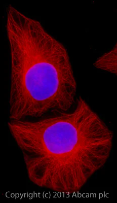 Immunocytochemistry/ Immunofluorescence - Rabbit Anti-Mouse IgG H&L (Alexa Fluor® 647) preadsorbed (AB150127)