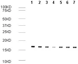 Western blot - Rabbit Anti-Mouse IgG H&L (HRP) (AB6728)